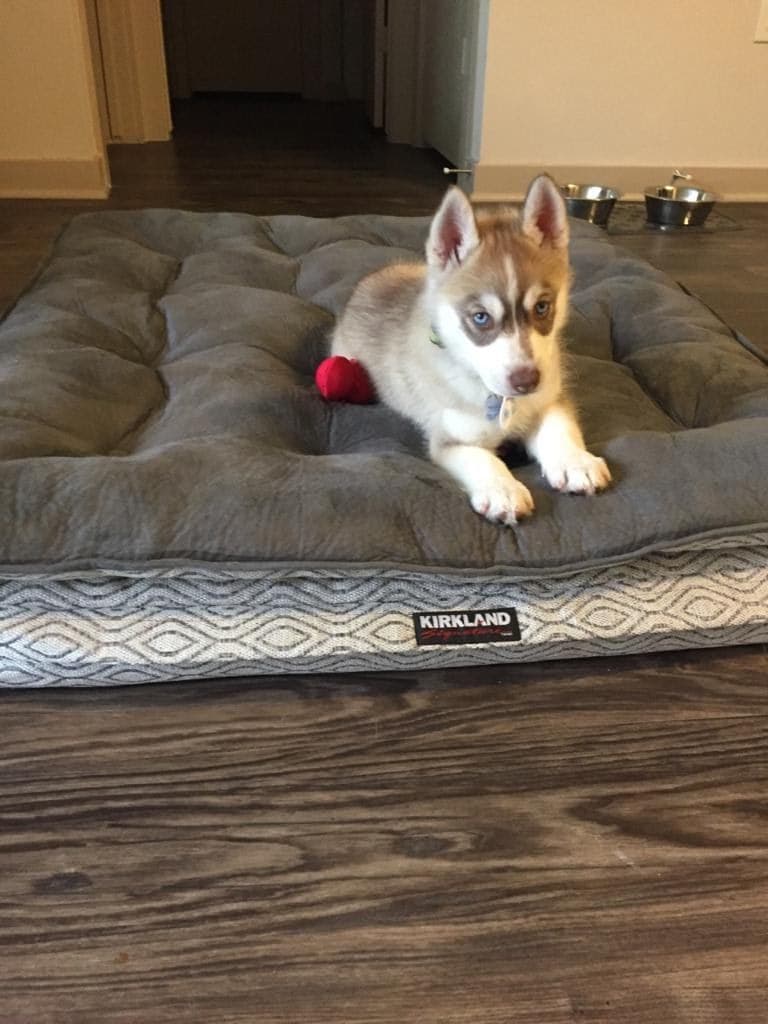 Central Texas Husky family pickup and puppy update photo 91