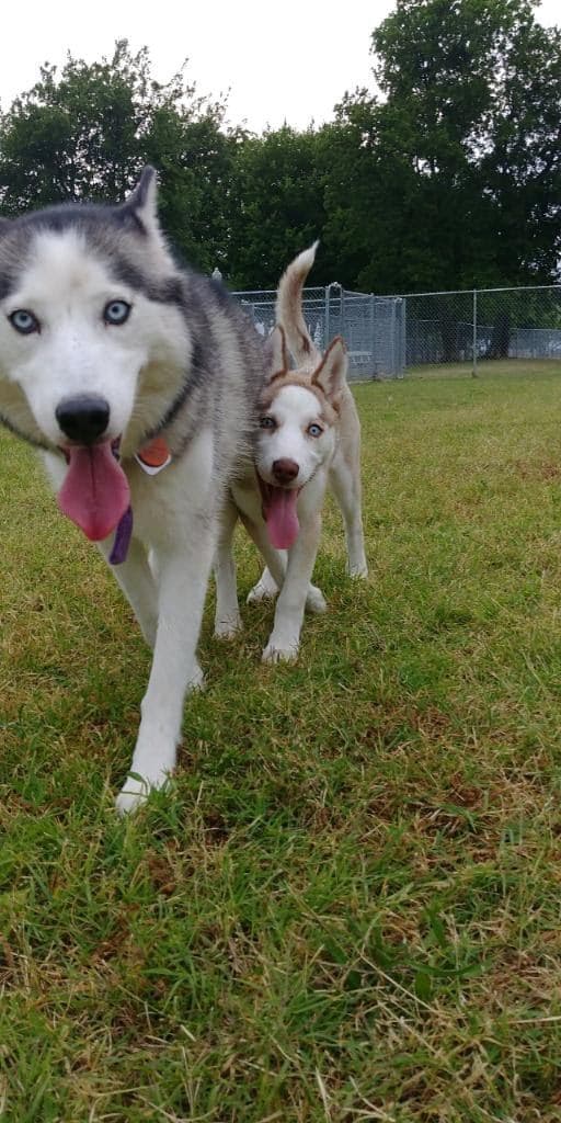 Central Texas Husky family pickup and puppy update photo 92