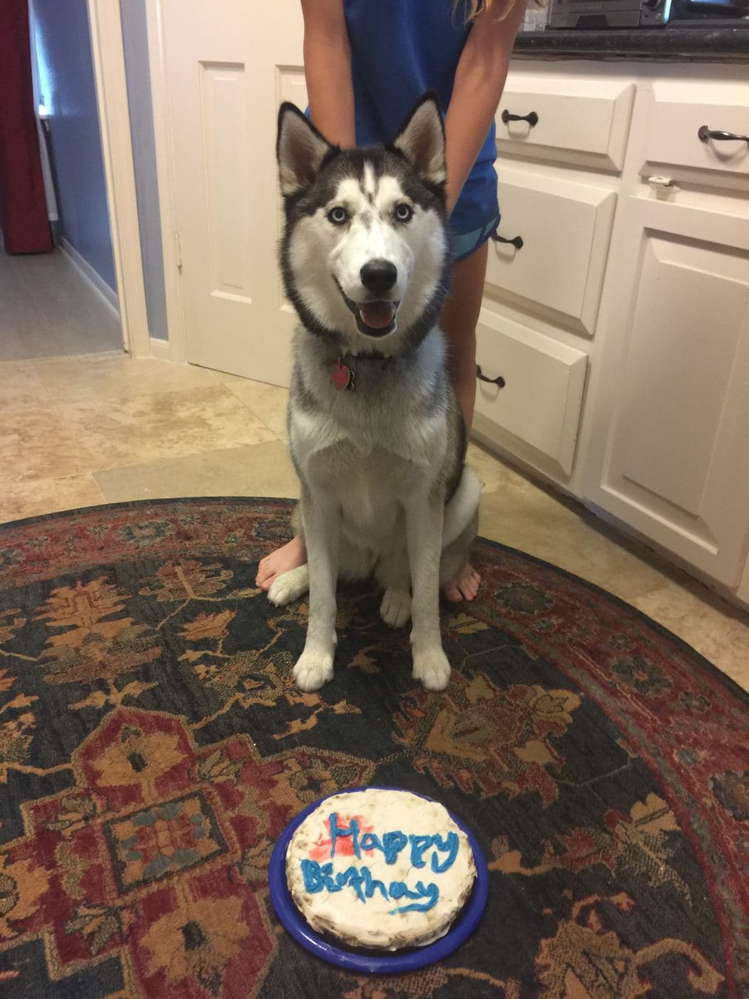 Central Texas Husky family pickup and puppy update photo 93