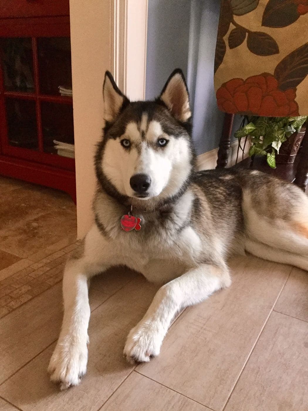 Central Texas Husky family pickup and puppy update photo 94
