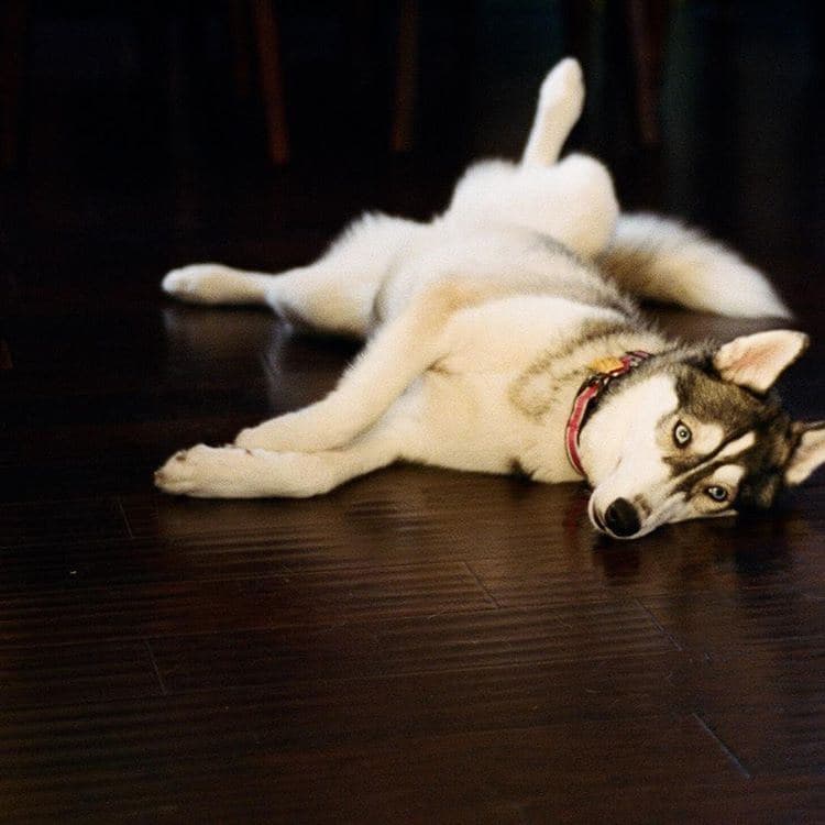Central Texas Husky family pickup and puppy update photo 95