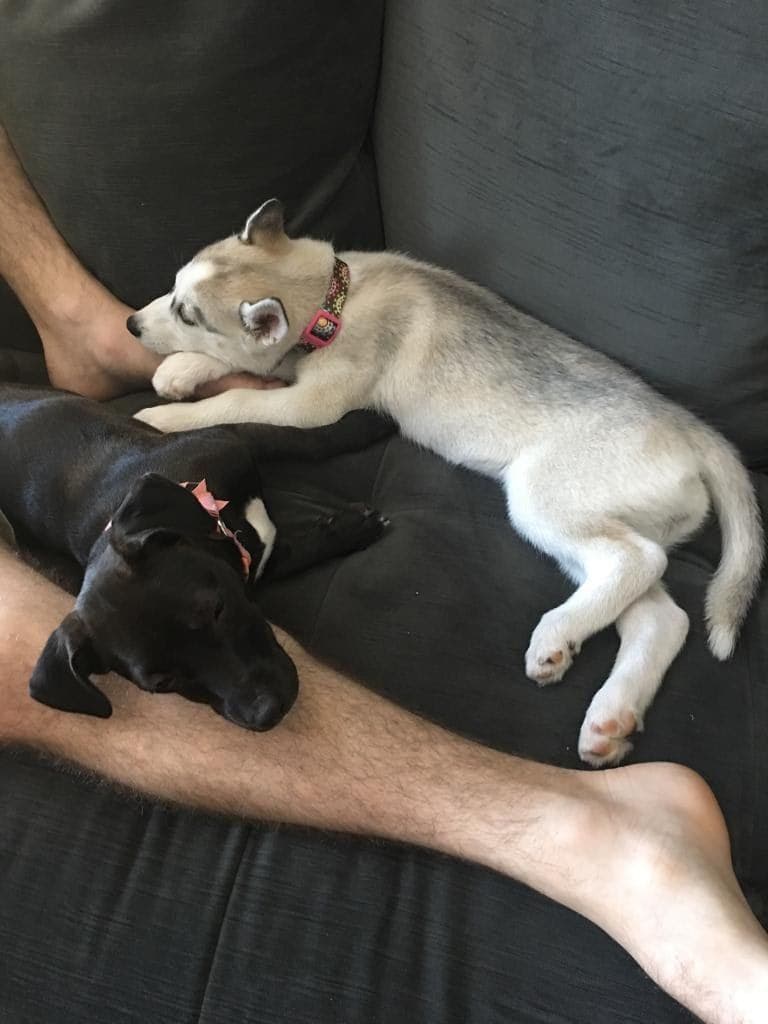 Central Texas Husky family pickup and puppy update photo 96