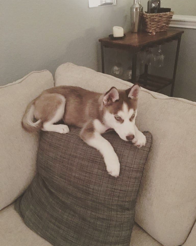 Central Texas Husky family pickup and puppy update photo 97