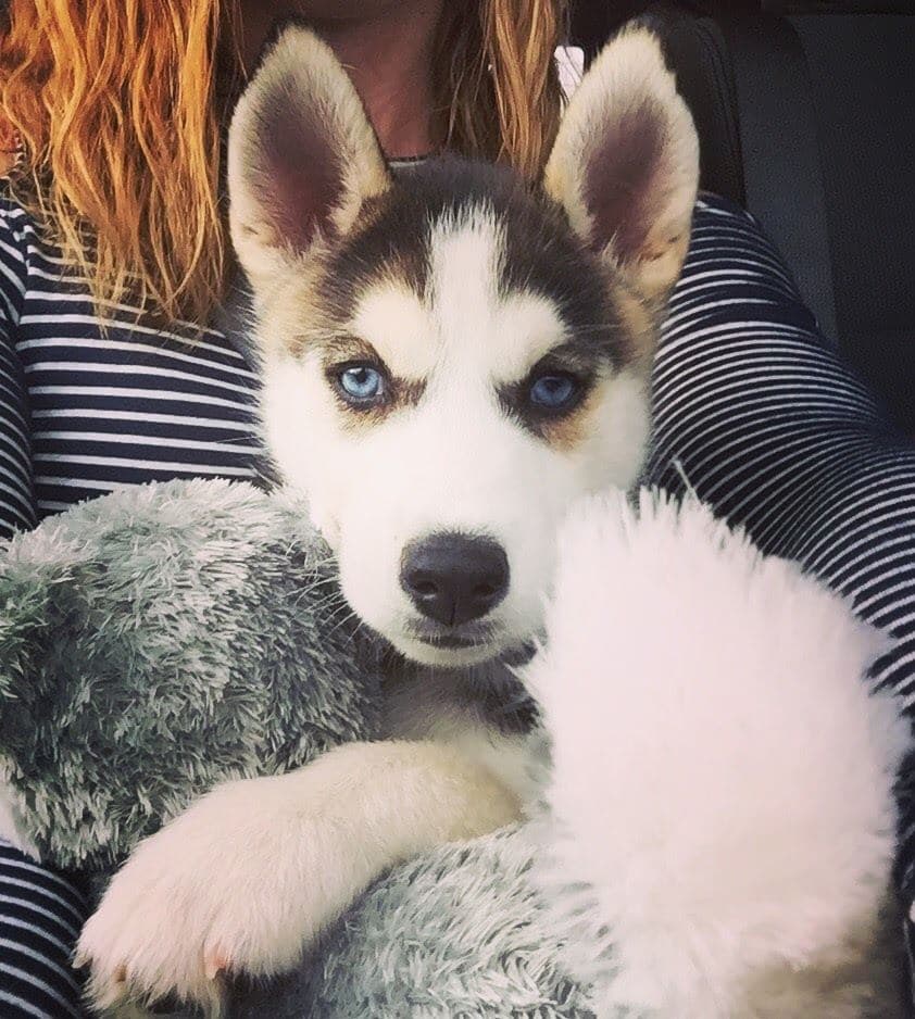 Central Texas Husky family pickup and puppy update photo 98