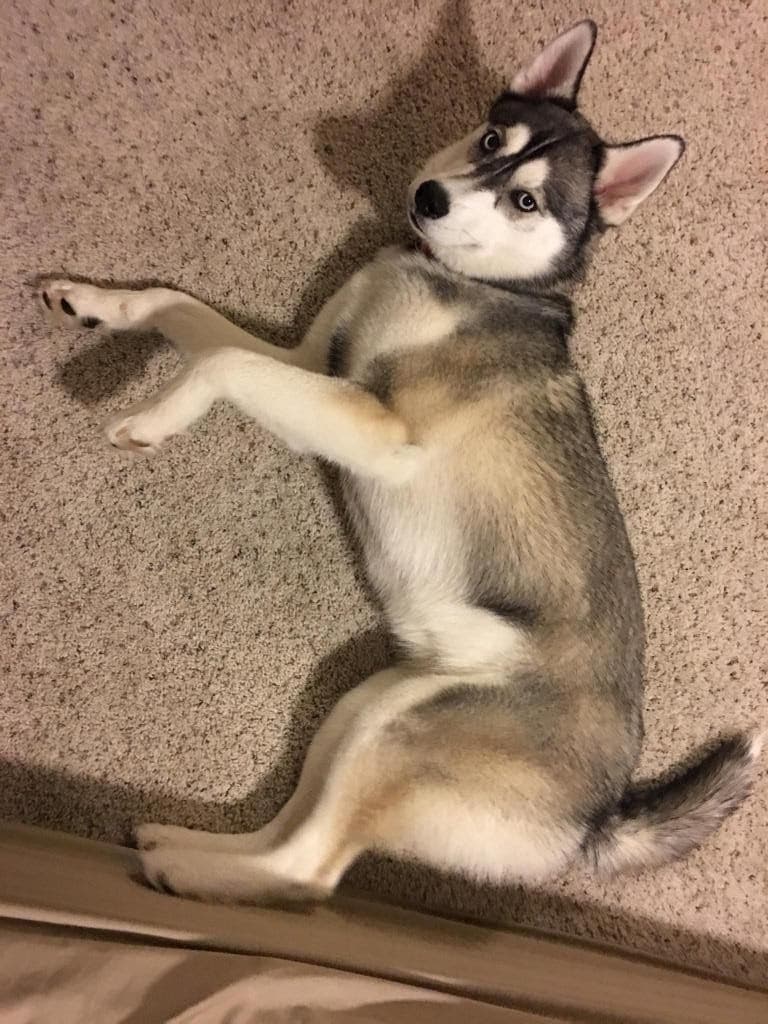 Central Texas Husky family pickup and puppy update photo 100
