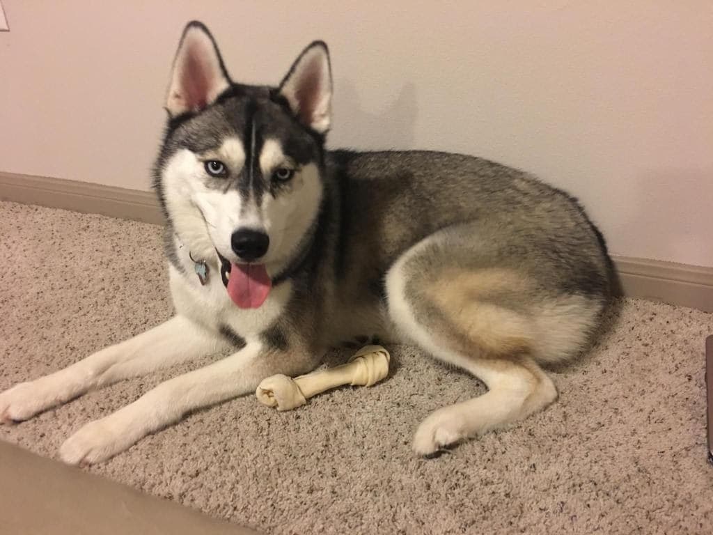 Central Texas Husky family pickup and puppy update photo 101
