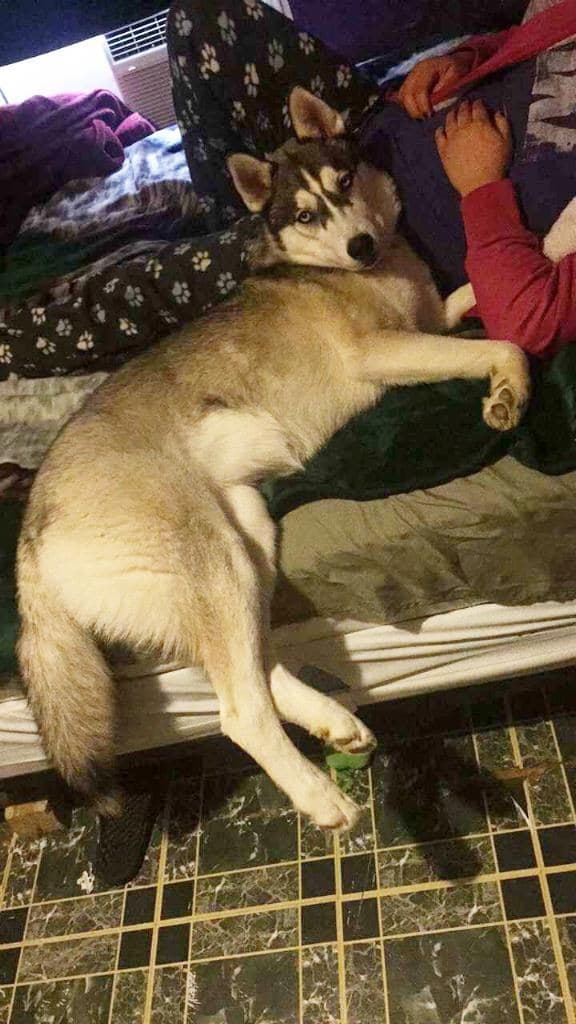 Central Texas Husky family pickup and puppy update photo 102