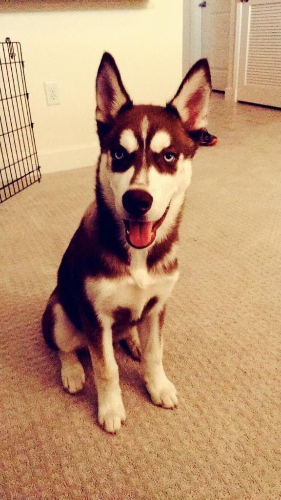 Central Texas Husky family pickup and puppy update photo 104