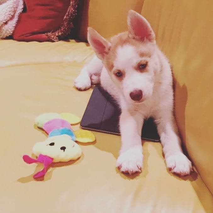 Central Texas Husky family pickup and puppy update photo 105
