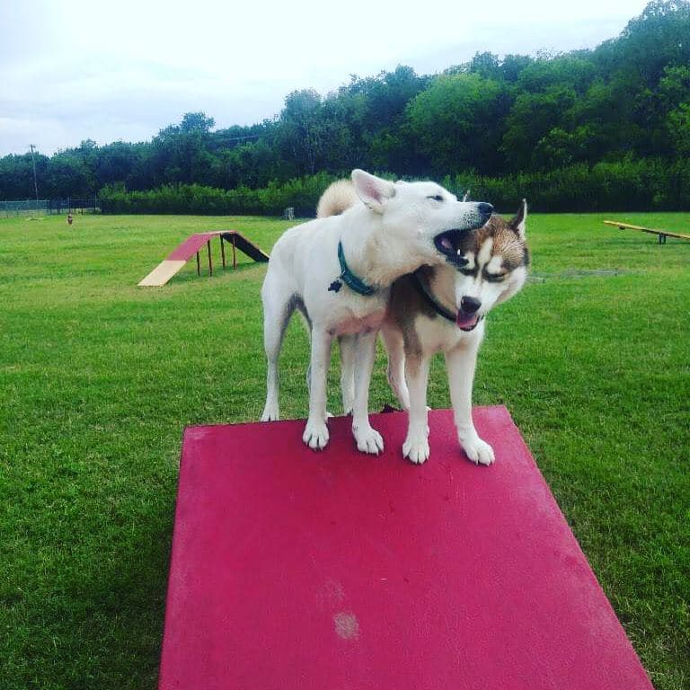Central Texas Husky family pickup and puppy update photo 106