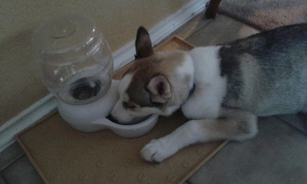 Central Texas Husky family pickup and puppy update photo 107