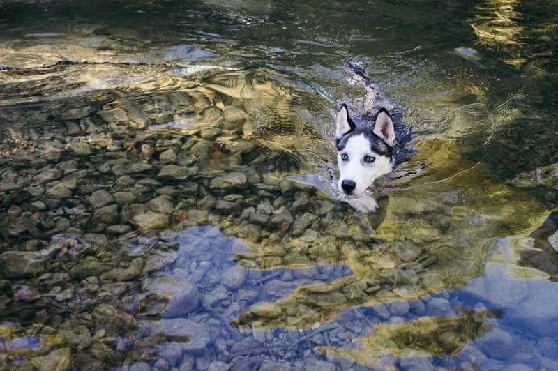Central Texas Husky family pickup and puppy update photo 108
