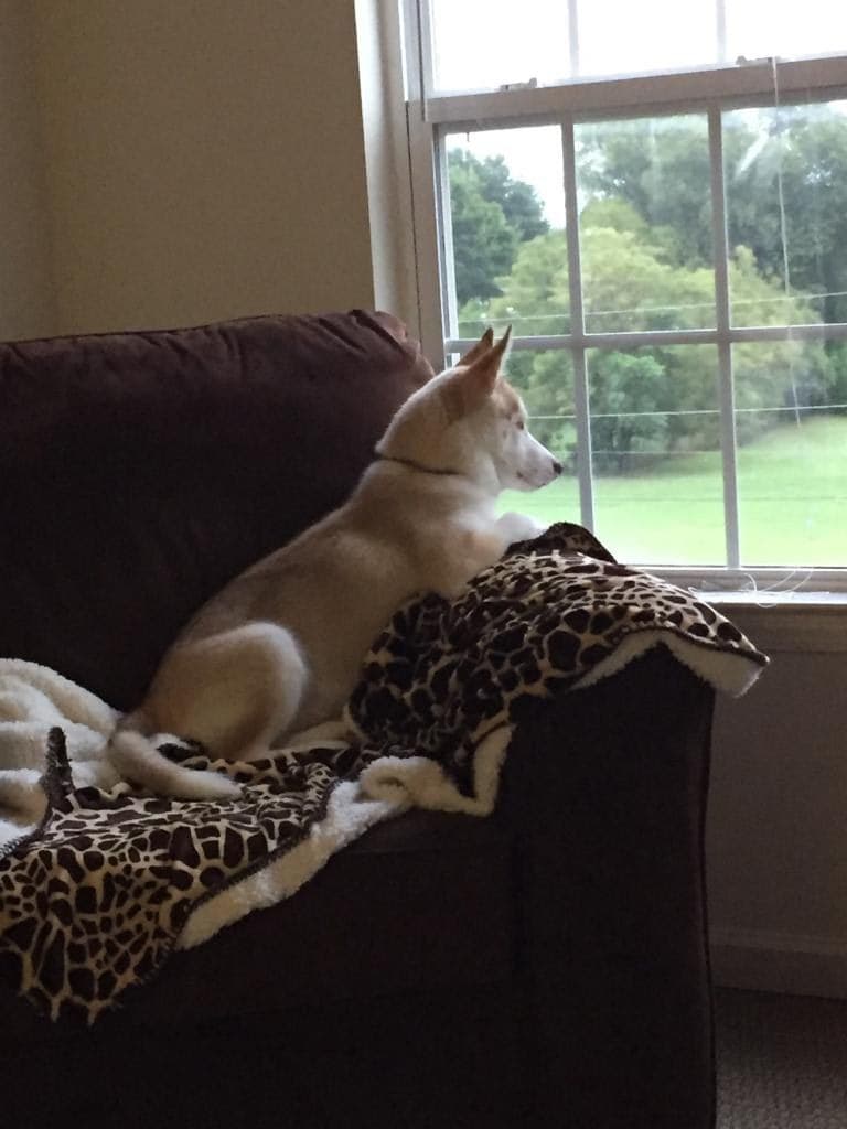 Central Texas Husky family pickup and puppy update photo 109