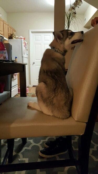 Central Texas Husky family pickup and puppy update photo 110