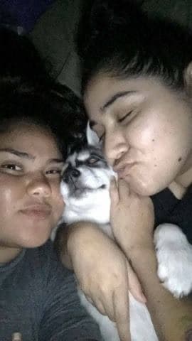 Central Texas Husky family pickup and puppy update photo 112