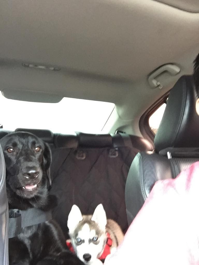 Central Texas Husky family pickup and puppy update photo 113