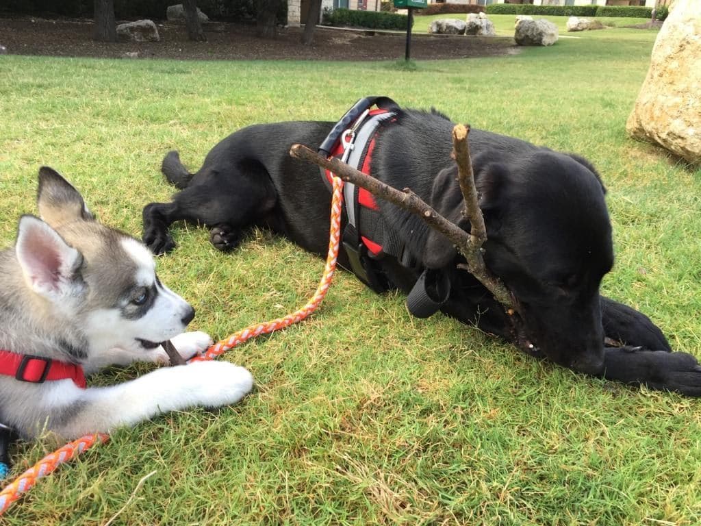 Central Texas Husky family pickup and puppy update photo 114