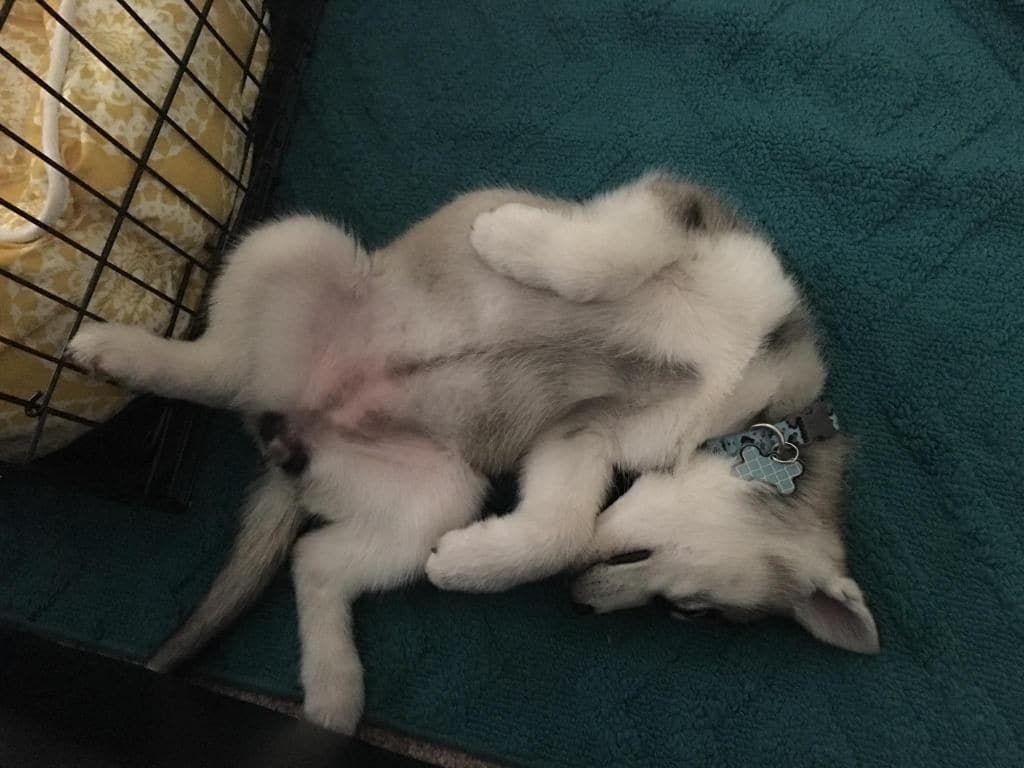 Central Texas Husky family pickup and puppy update photo 115