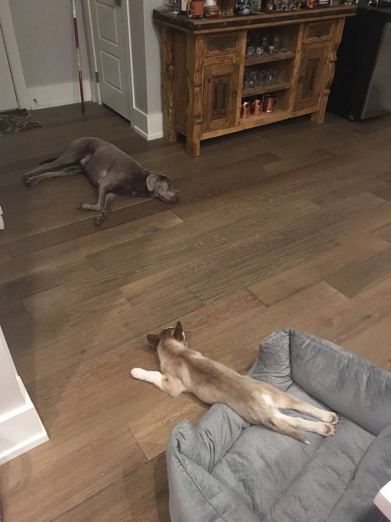 Central Texas Husky family pickup and puppy update photo 116