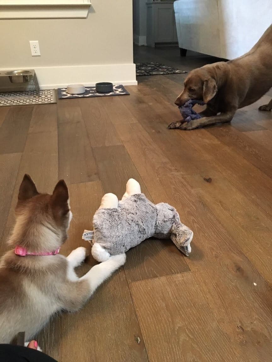 Central Texas Husky family pickup and puppy update photo 117