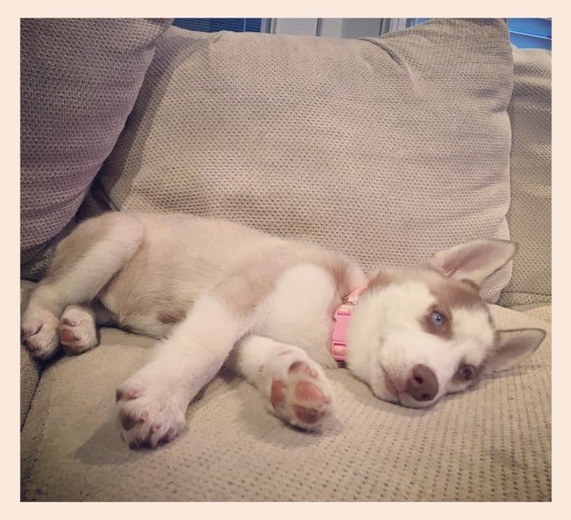 Central Texas Husky family pickup and puppy update photo 118