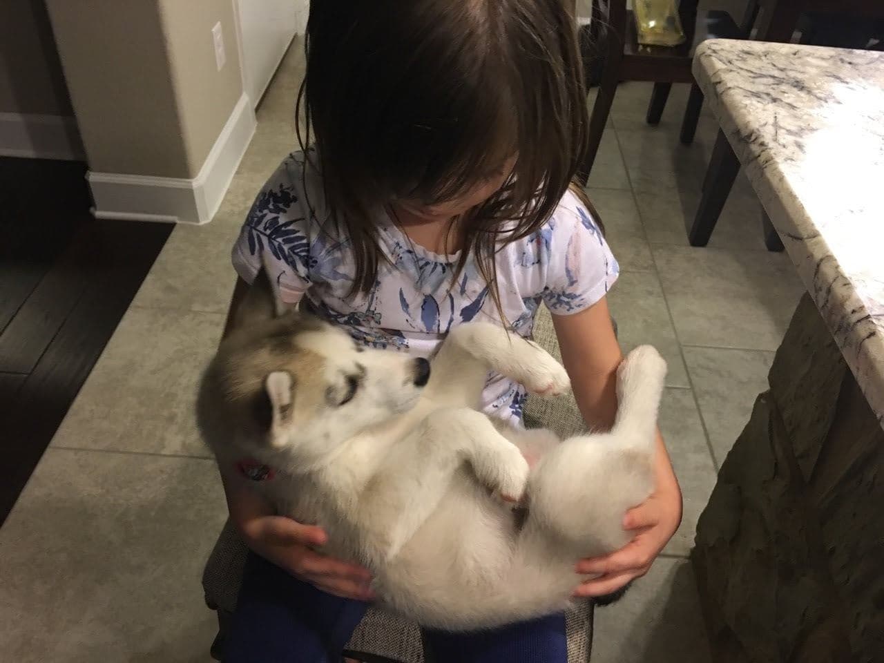 Central Texas Husky family pickup and puppy update photo 119