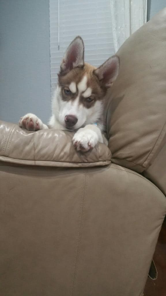 Central Texas Husky family pickup and puppy update photo 120