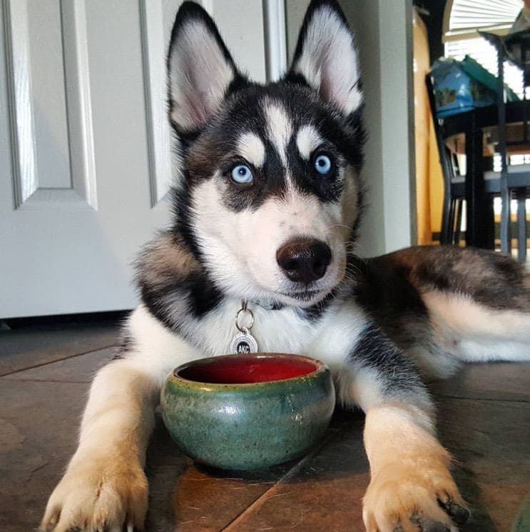 Central Texas Husky family pickup and puppy update photo 121