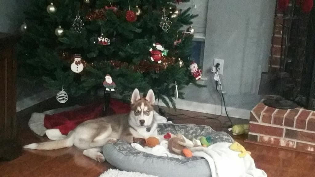 Central Texas Husky family pickup and puppy update photo 122