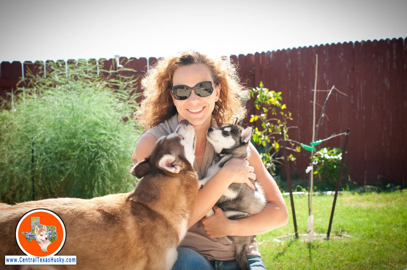 Central Texas Husky family pickup and puppy update photo 125