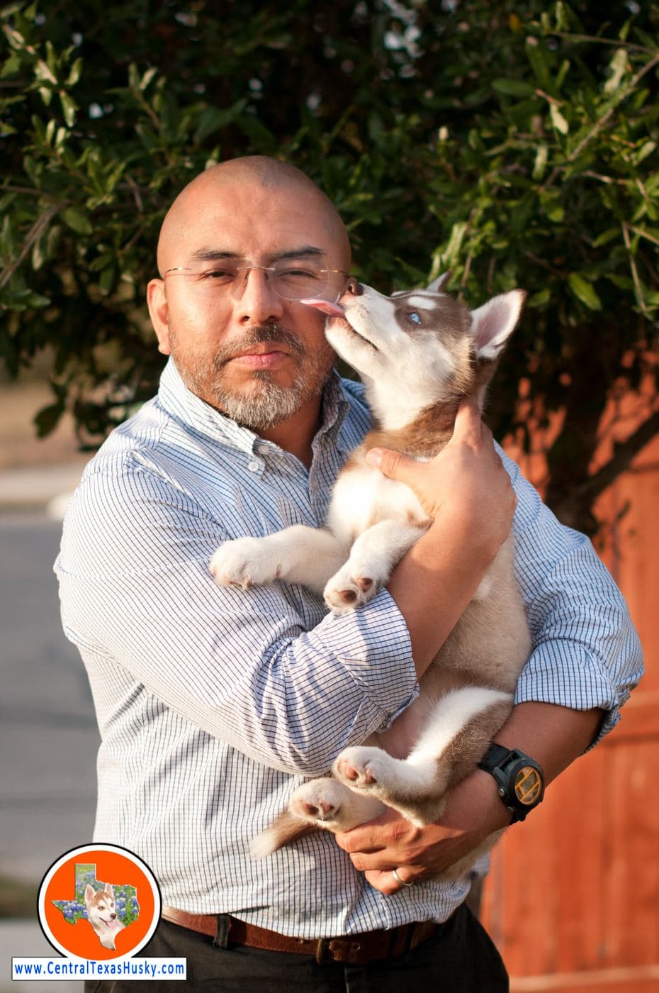 Central Texas Husky family pickup and puppy update photo 127