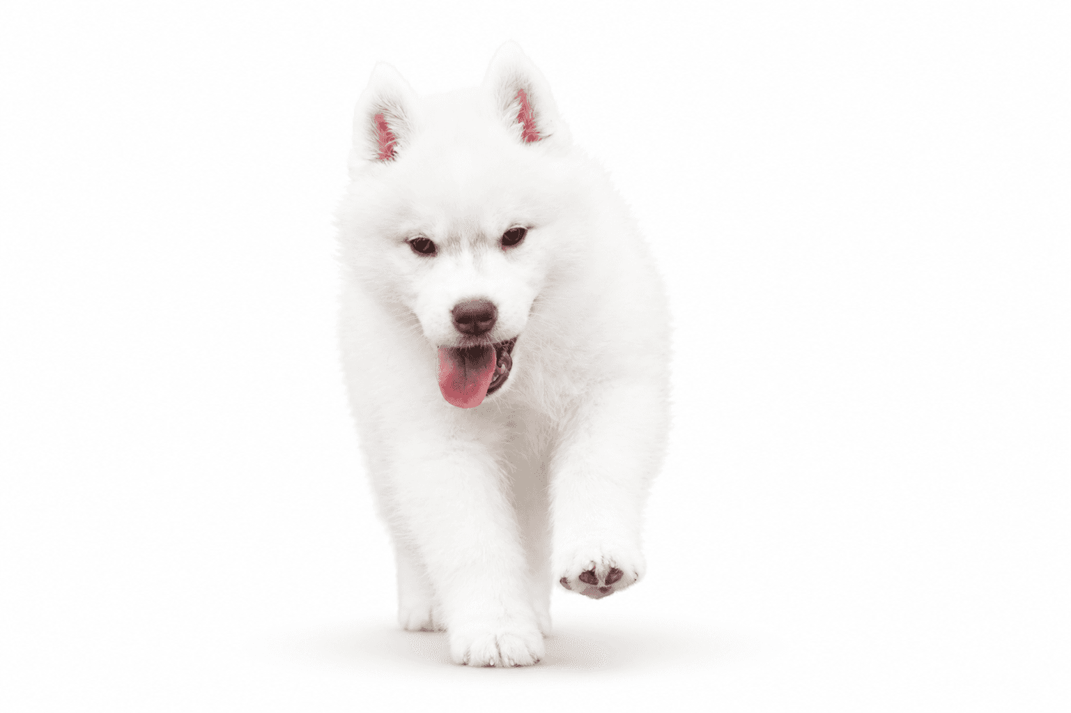 White Arkinlight Siberian Husky puppy walking with an open-mouth expression on a seamless white background