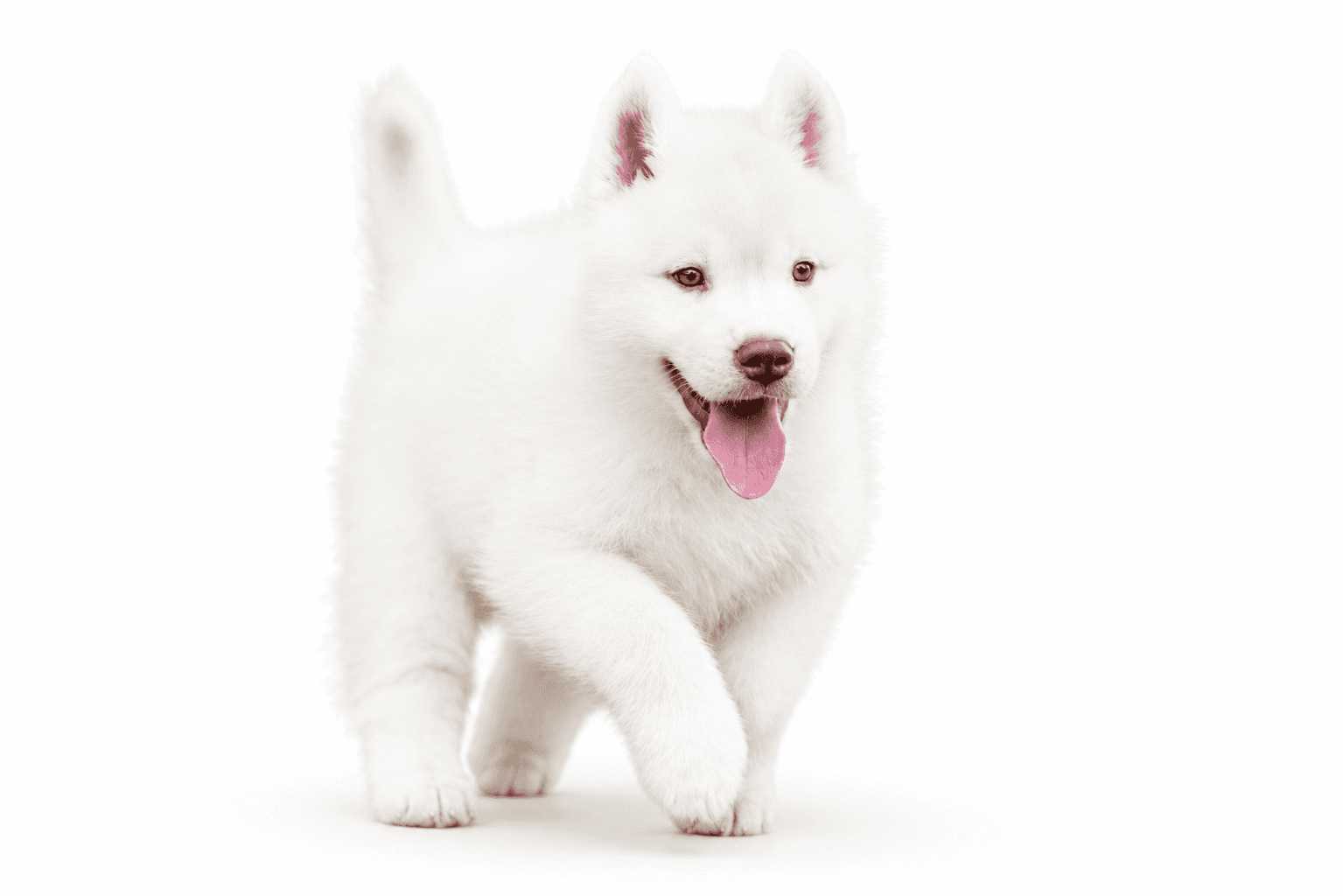 Light red and white Arkinlight Siberian Husky puppy sitting on a seamless white background