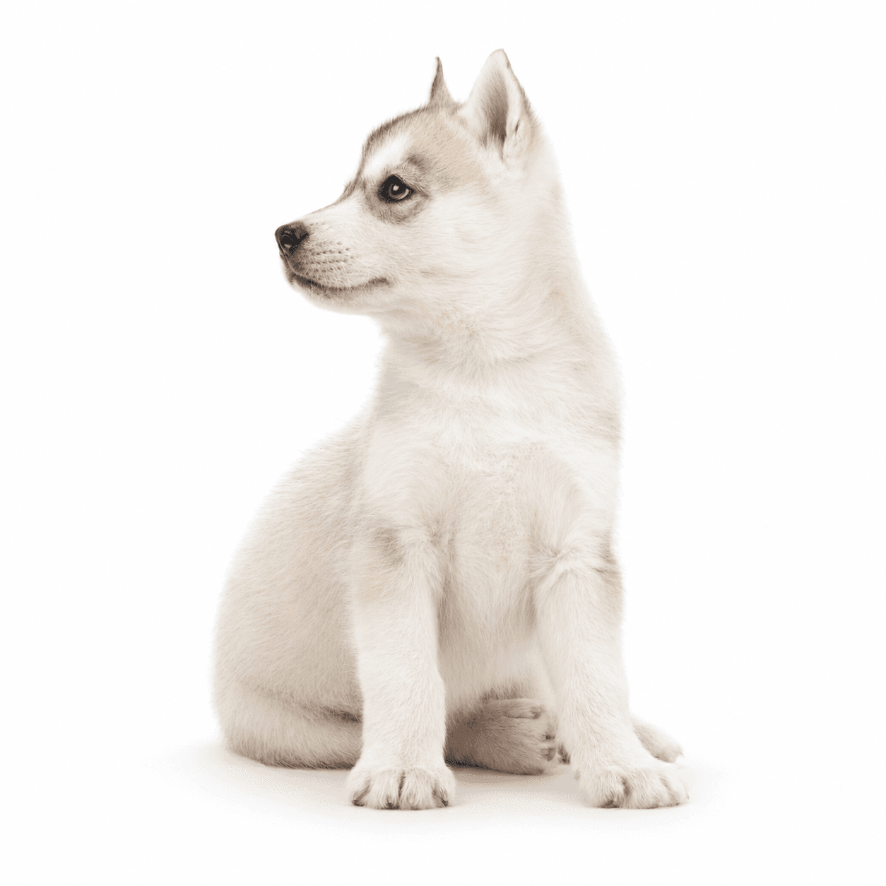 White Arkinlight Siberian Husky puppy walking forward on a seamless white background