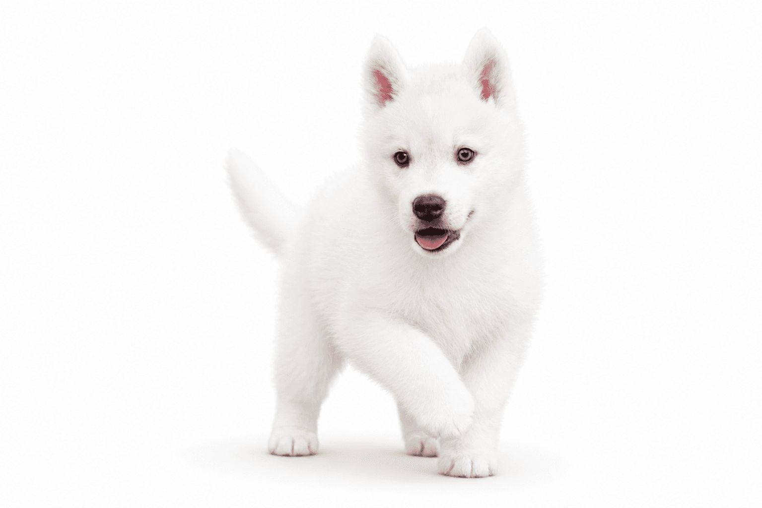 White Arkinlight Siberian Husky puppy with blue eyes walking forward on a seamless white background
