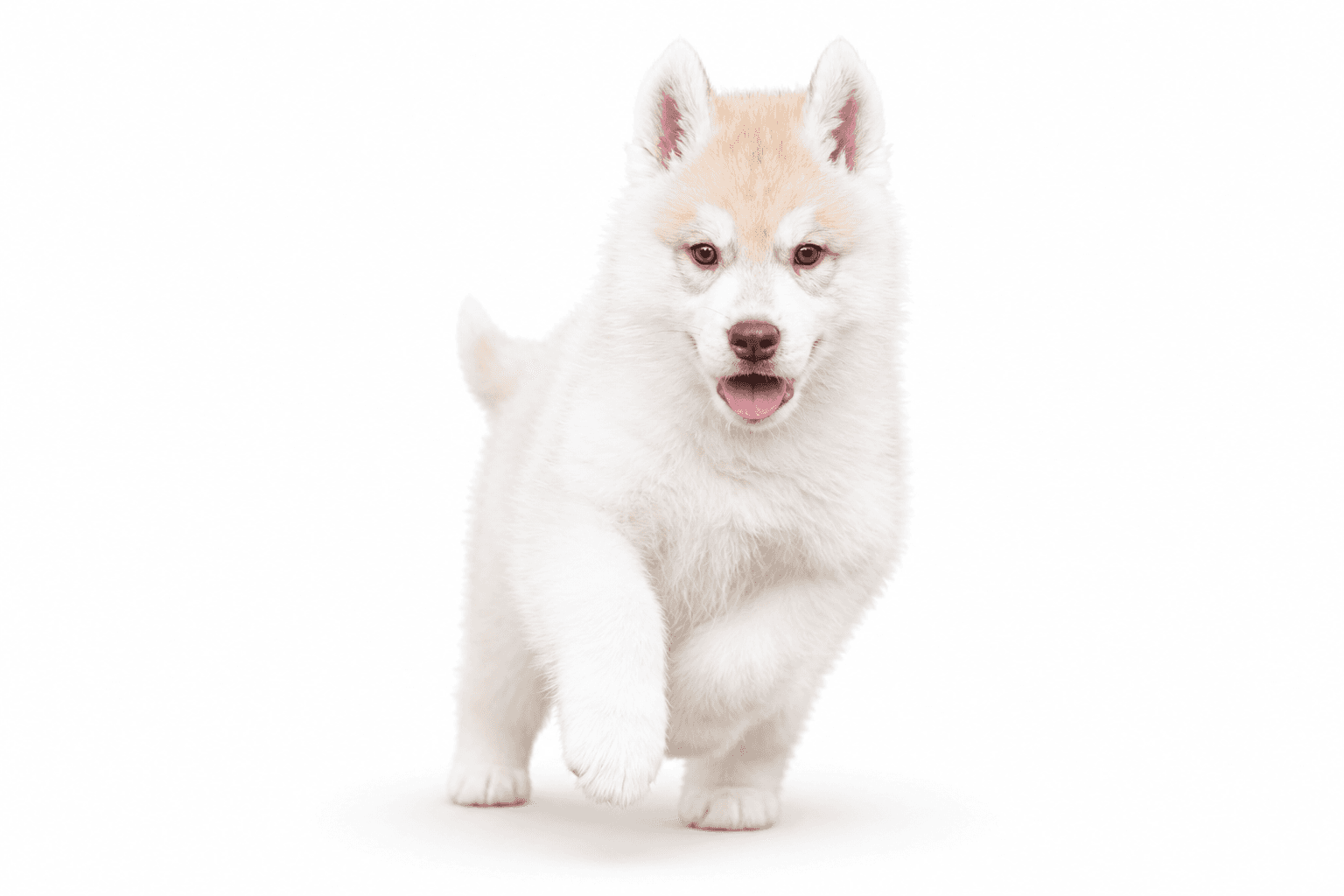Cream and white Arkinlight Siberian Husky puppy walking forward on a seamless white background