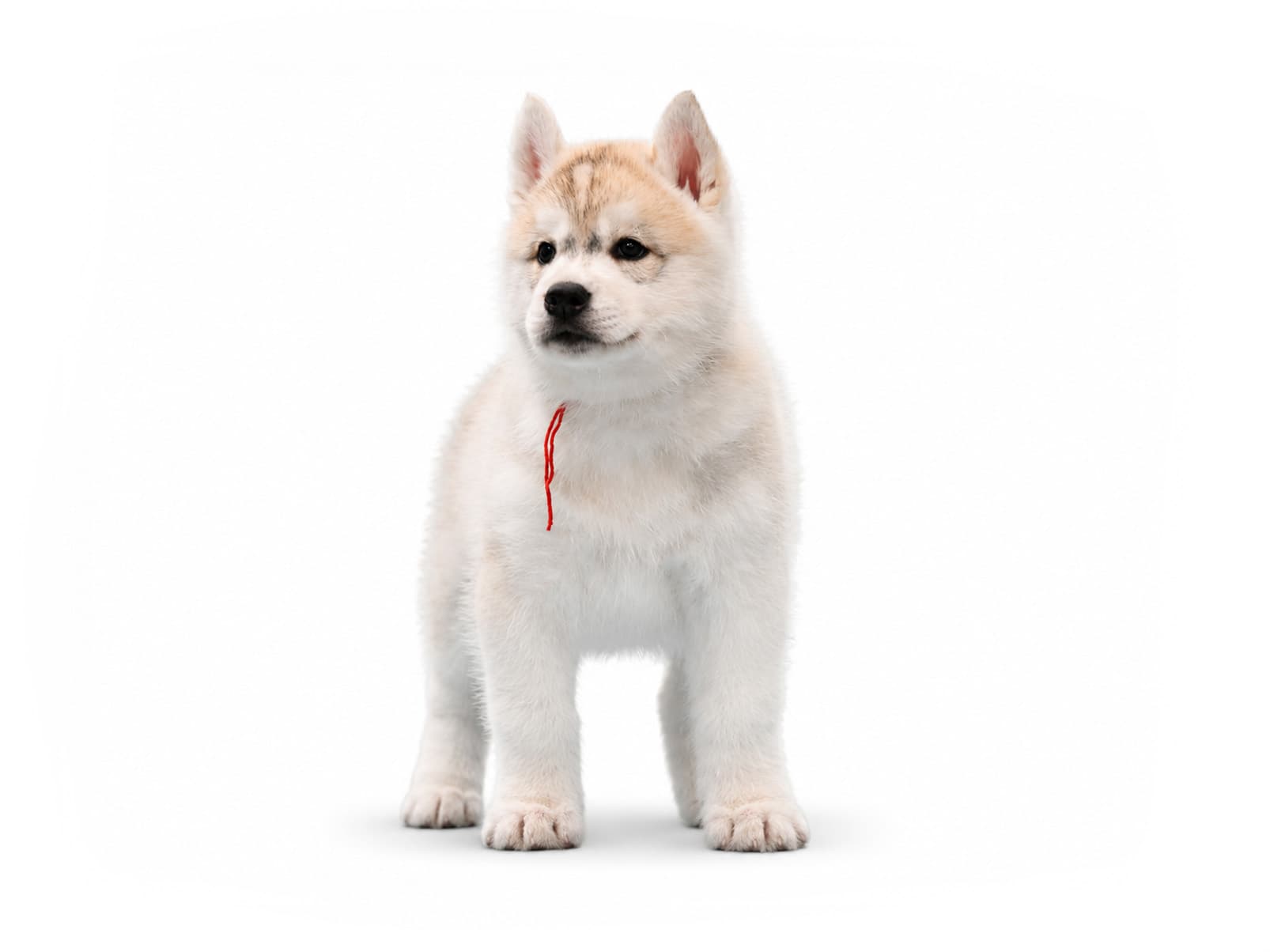 Arkinlight's Radiant Sunrise male Siberian Husky puppy standing on a white background