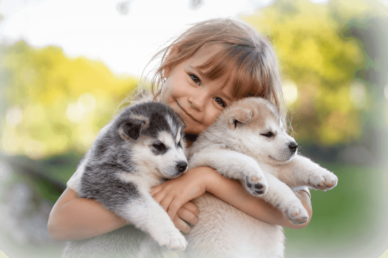 A child hugging two Siberian Husky puppies outside