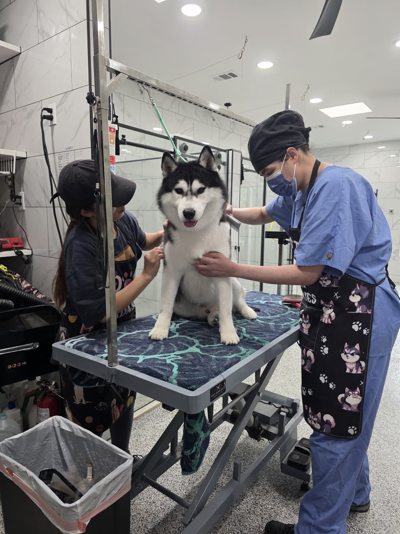 Central Texas Husky volunteers grooming a Siberian Husky in the grooming room