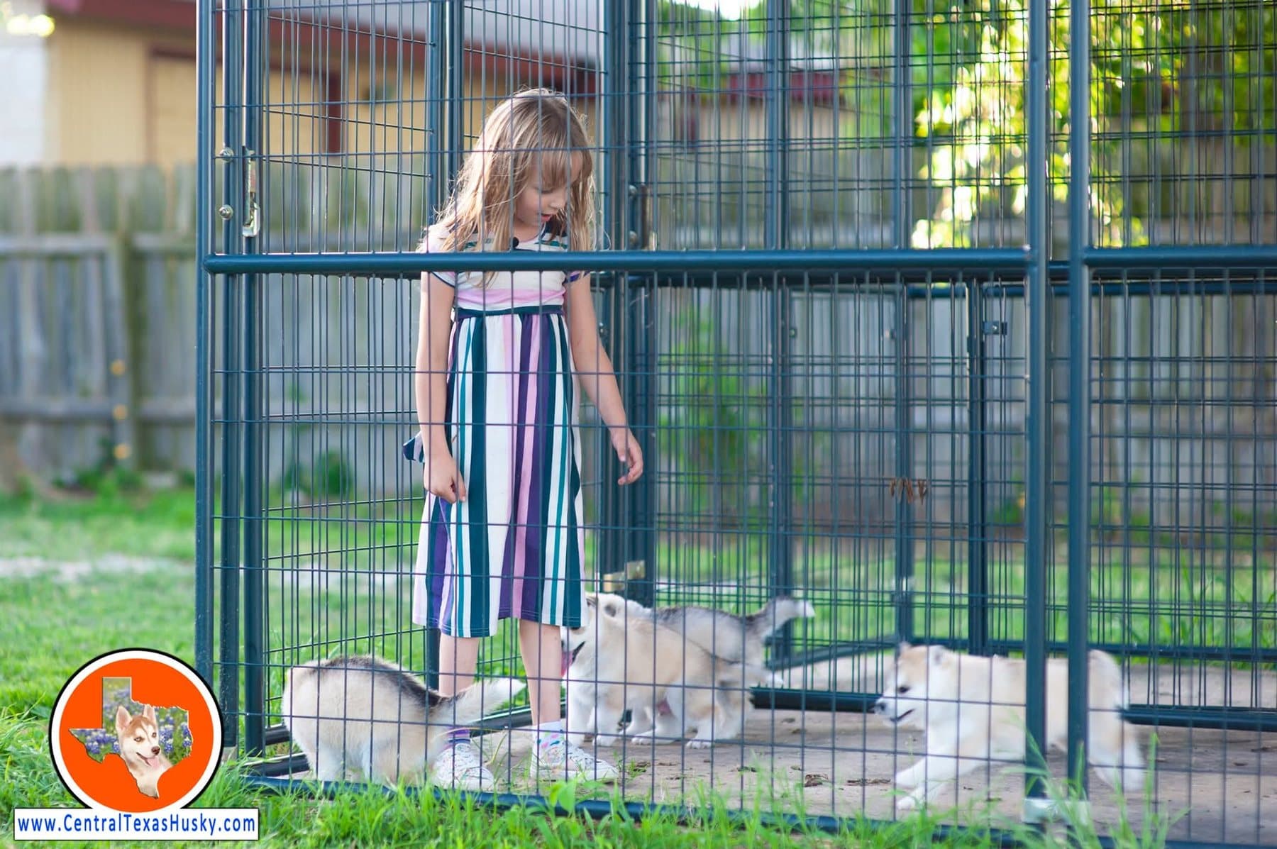 A young volunteer standing with Central Texas Husky puppies in a kennel area