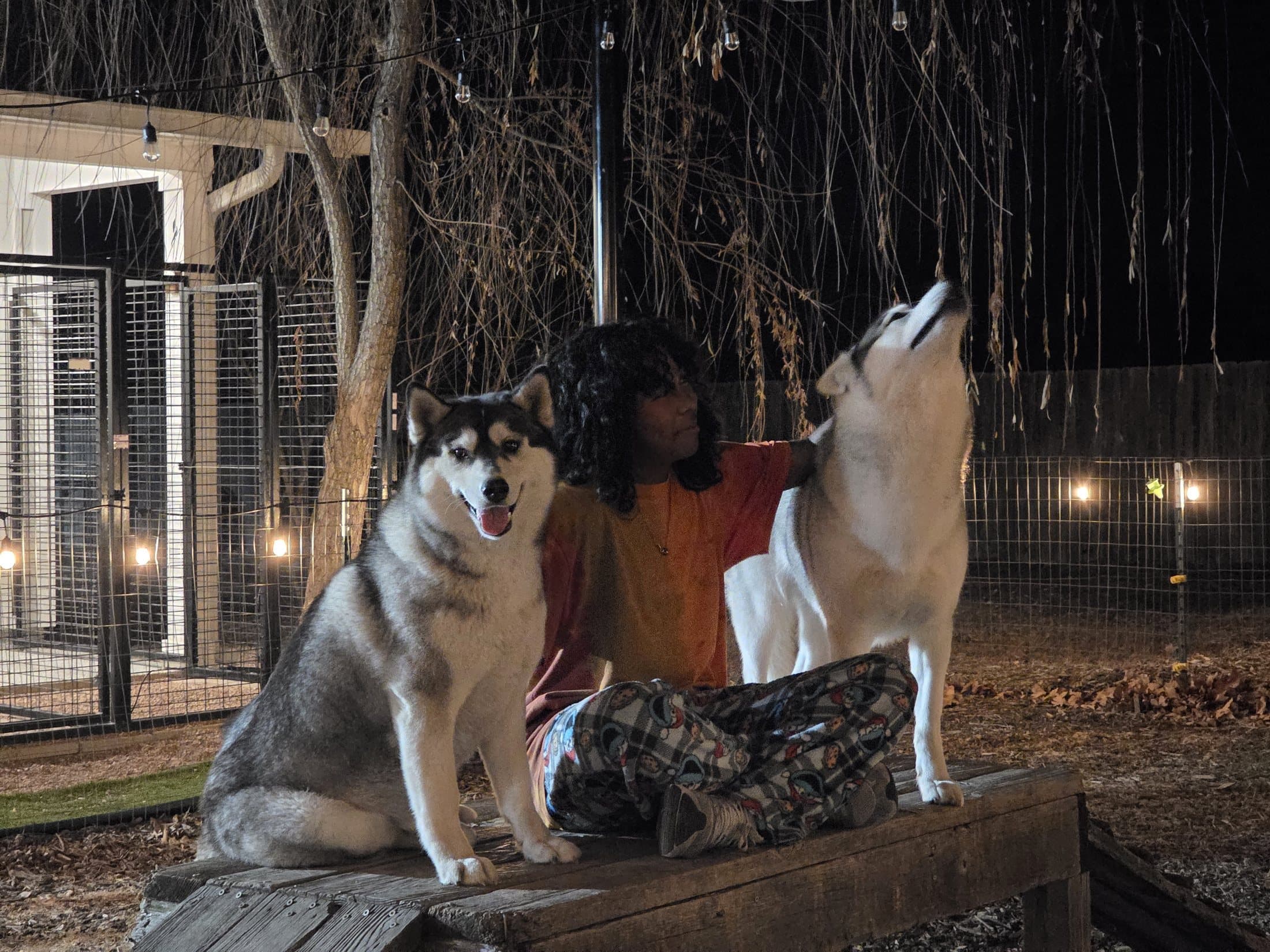 Central Texas Husky volunteer spending time with two huskies in the evening yard