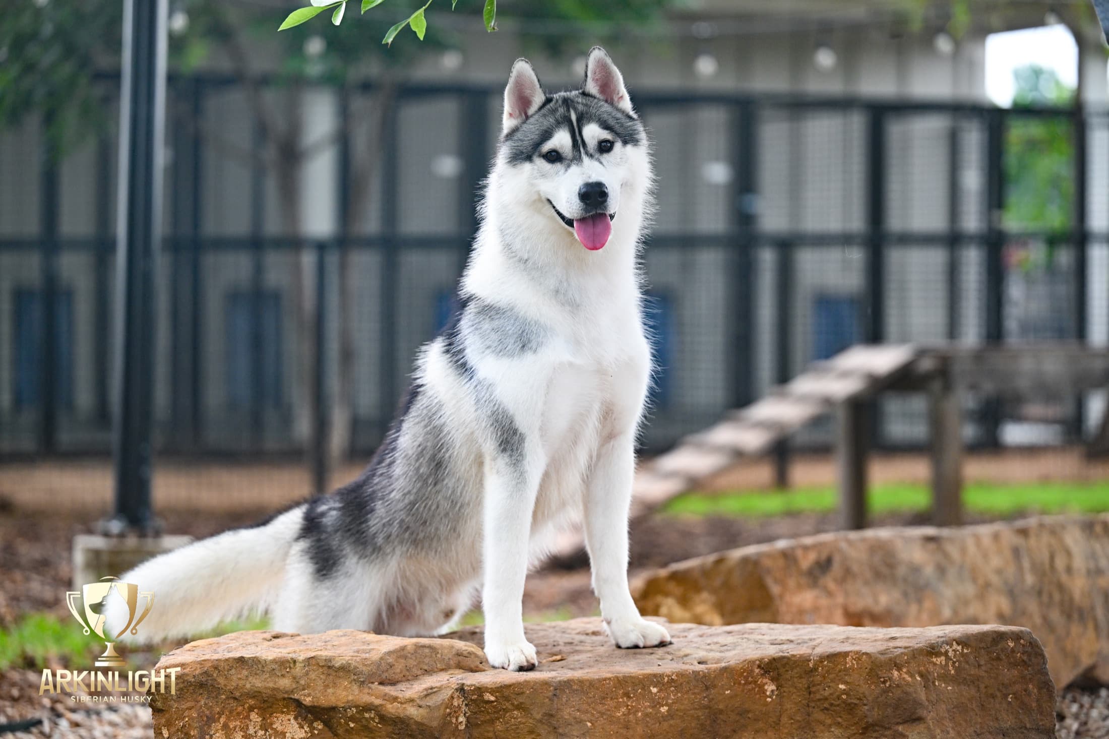 Enzo adult Siberian Husky placement photo 1