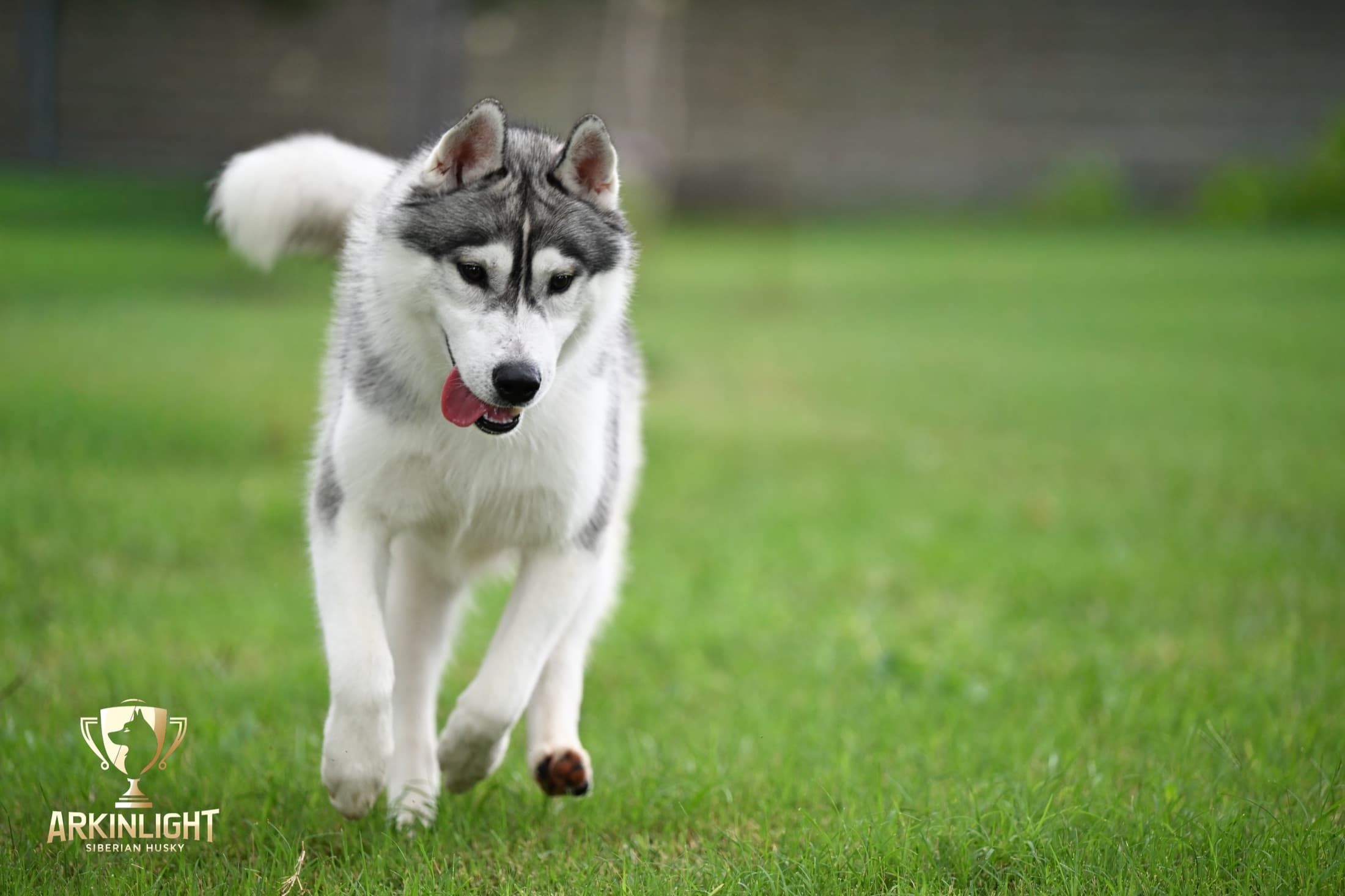Enzo adult Siberian Husky placement photo 10