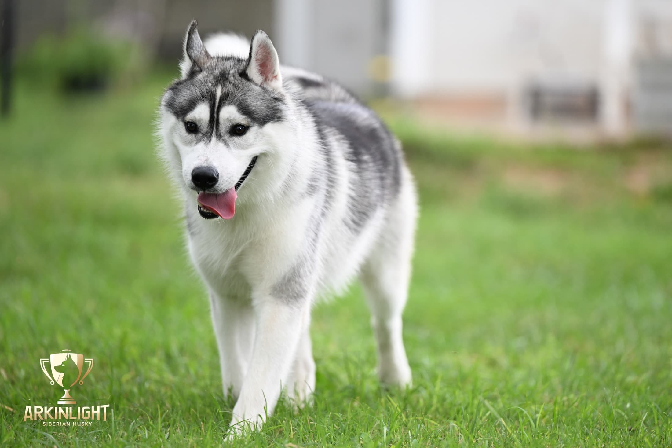 Enzo adult Siberian Husky placement photo 11