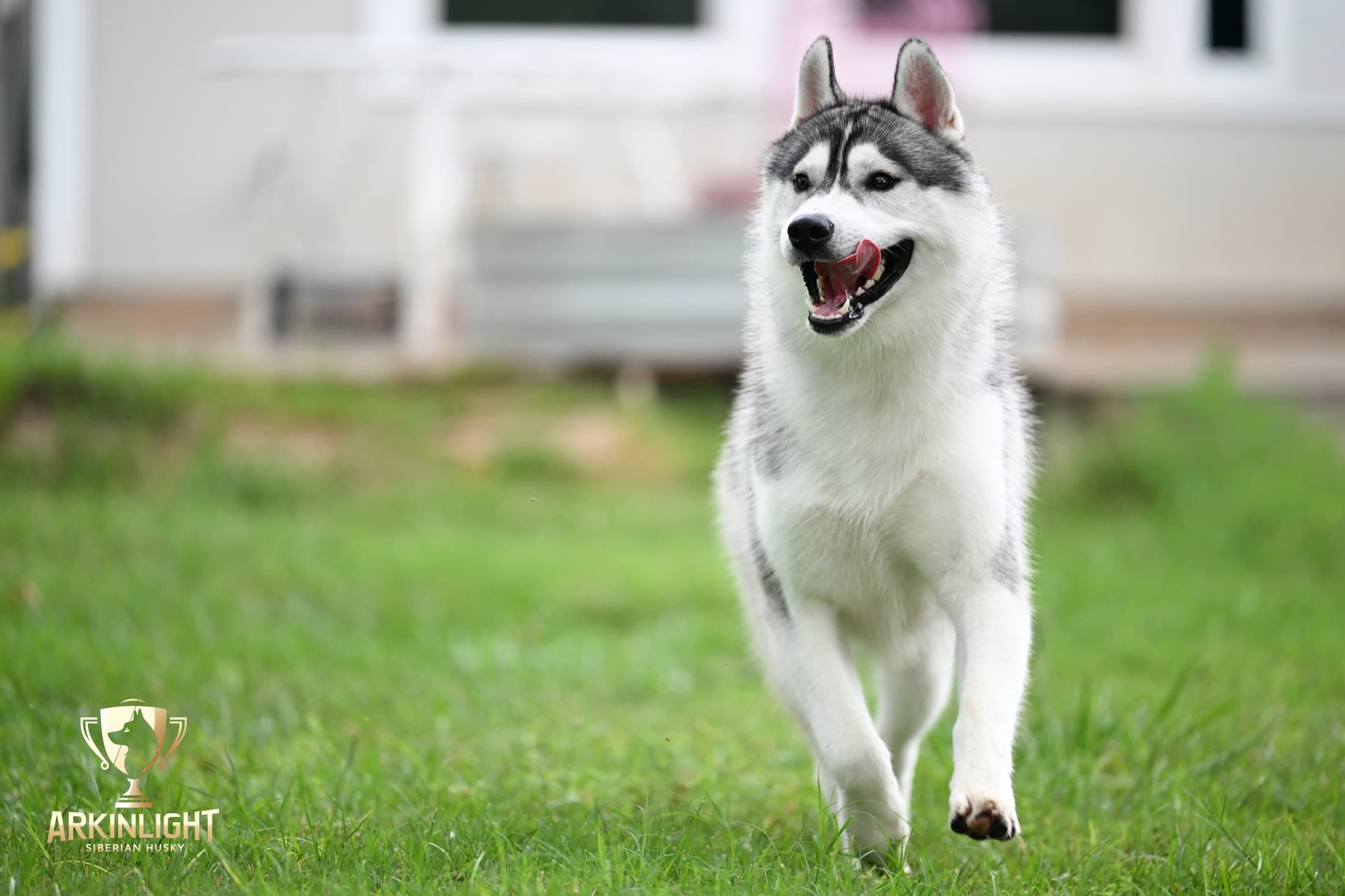 Enzo adult Siberian Husky placement photo 12