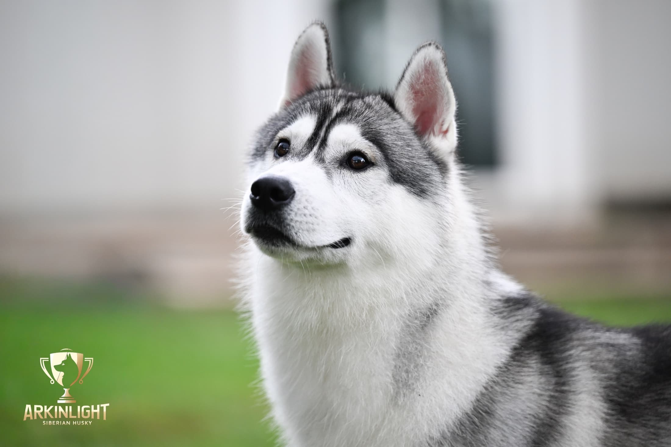 Enzo adult Siberian Husky placement photo 13