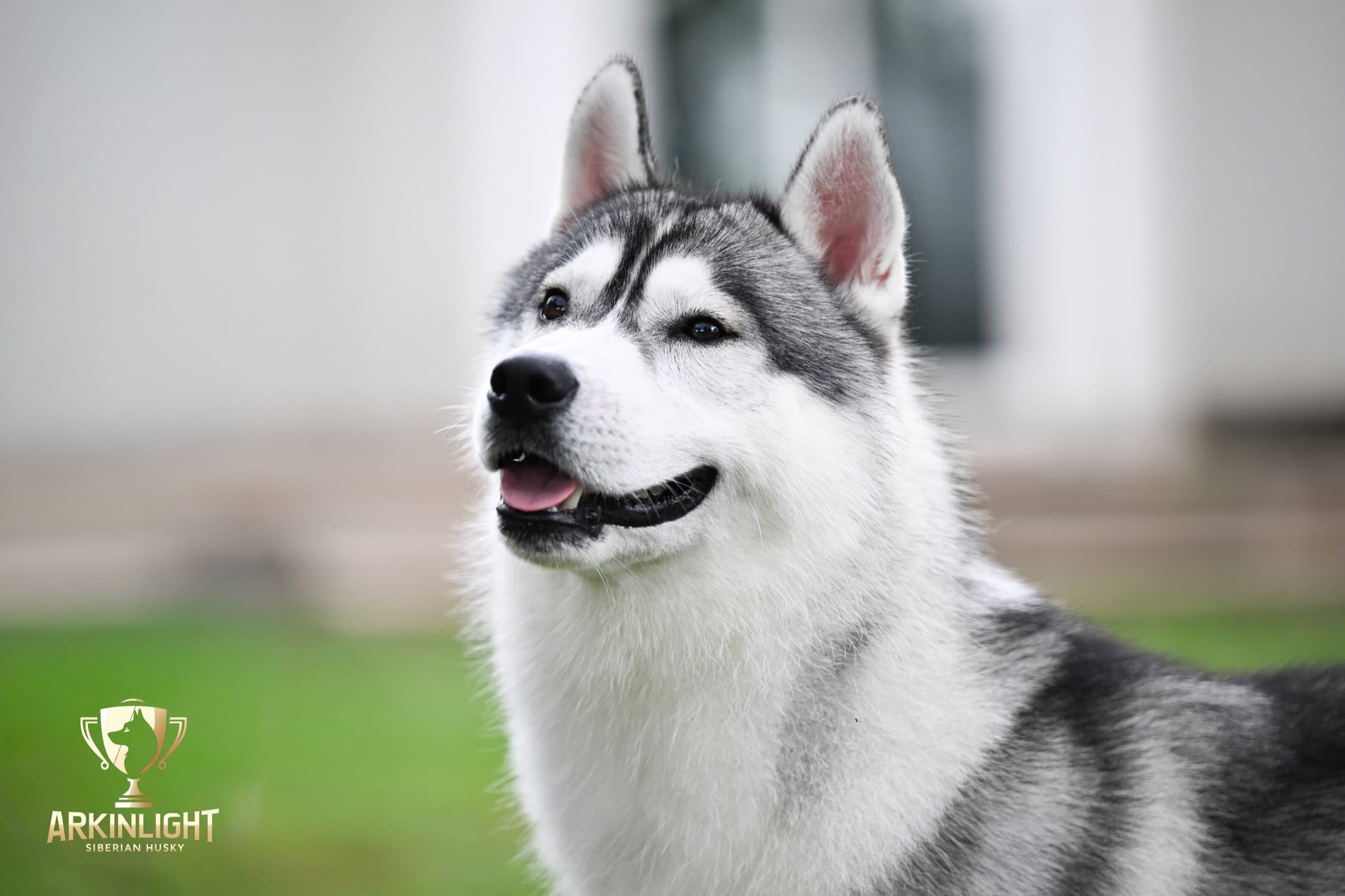 Enzo adult Siberian Husky placement photo 14