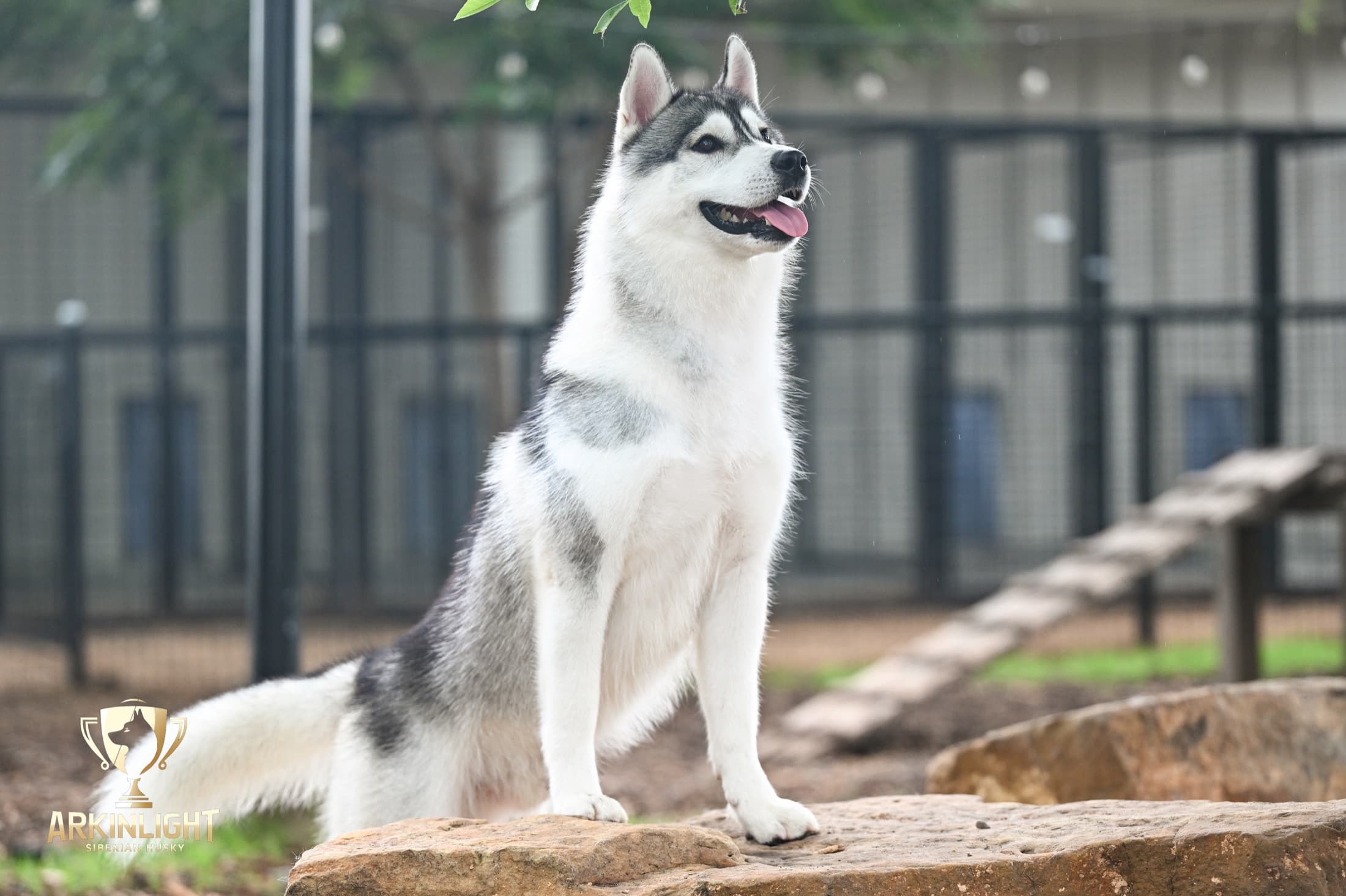 Enzo adult Siberian Husky placement photo 2