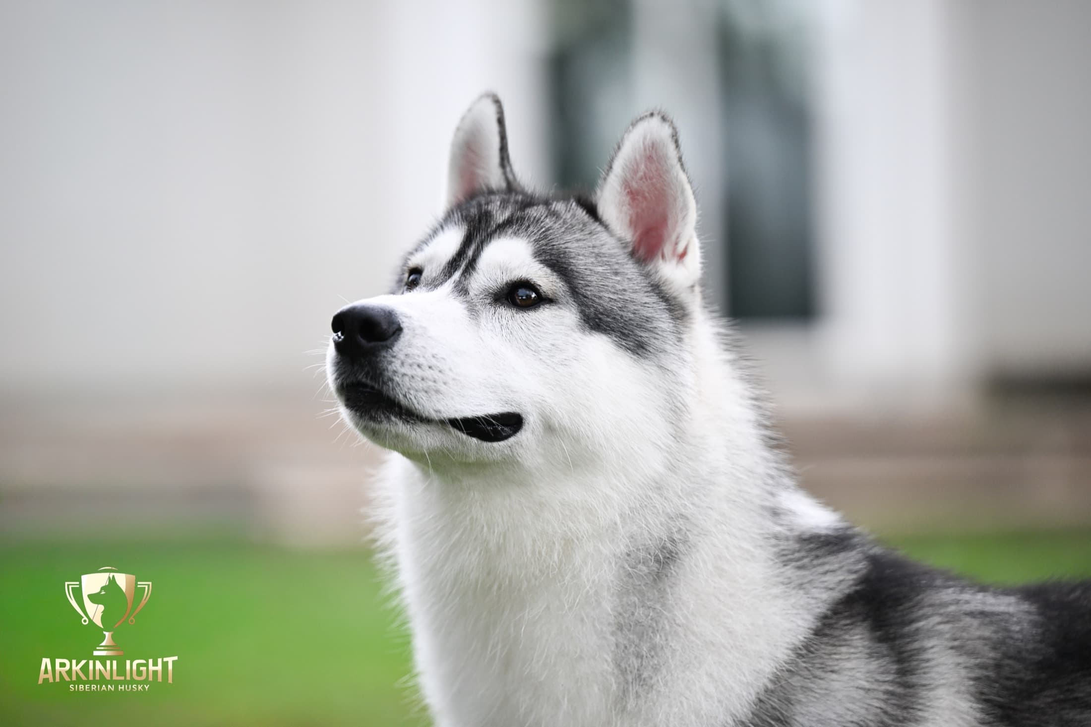 Enzo adult Siberian Husky placement photo 15