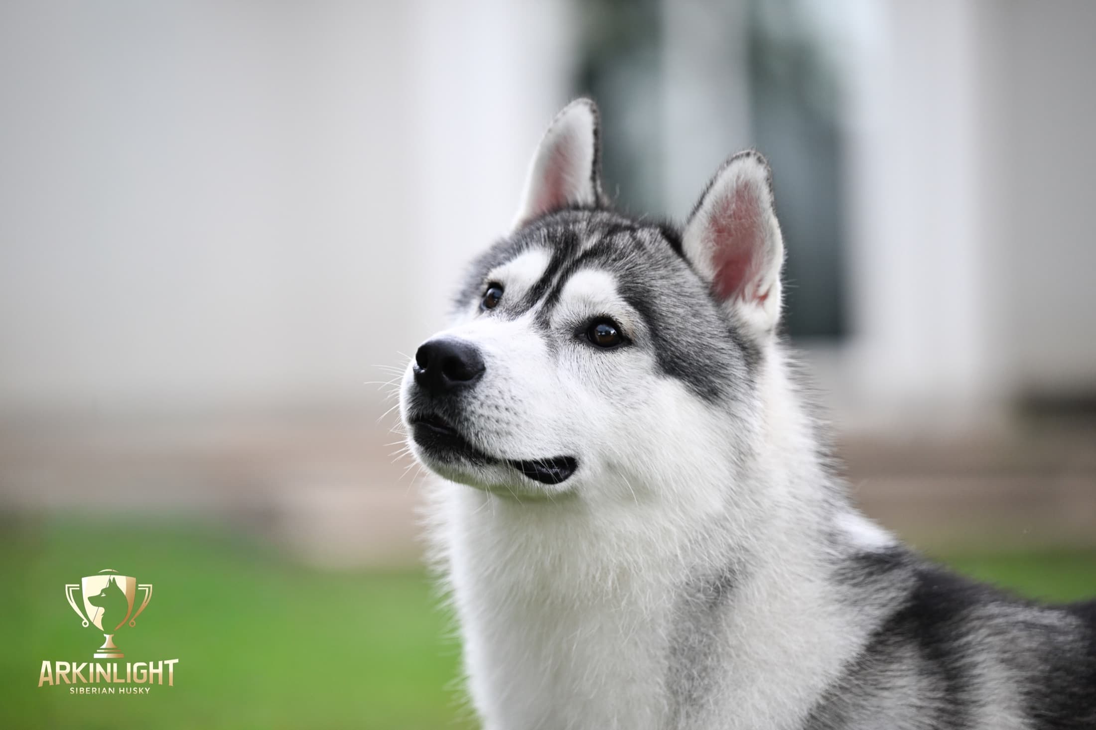 Enzo adult Siberian Husky placement photo 16